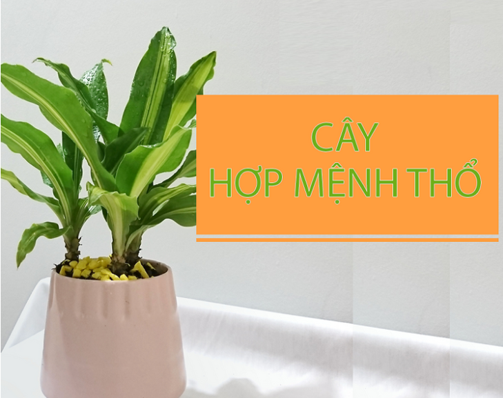 TOP 8 Loại cây hợp mệnh thổ hút tài lộc
